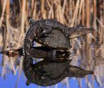 alligator on turtle
