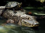 slider_alligator