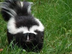 Here is a teaser of local fauna. A GIGANTIC SKUNK WAS LIVING IN MY BACK YARD FOR A WHILE, YOU GUYS HOLY HELL.