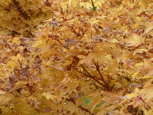 japanese-maple