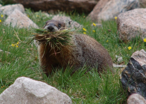 A marmot prepares for quarantine. . . er, for winter.