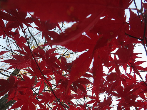 RedLeaves
