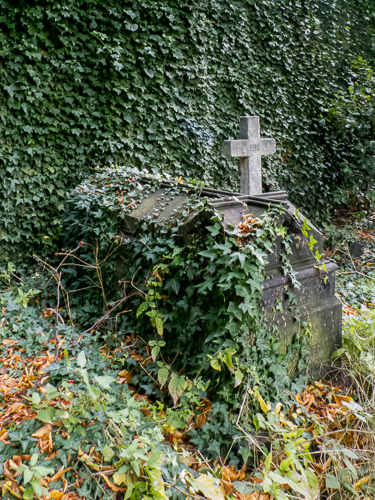 Brompton's Ivy Wall