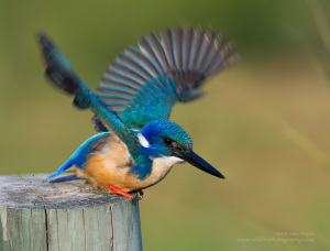 half-collared_kingfisher_CVR2756_2_wilderness_south_africa_c_v_rooyen