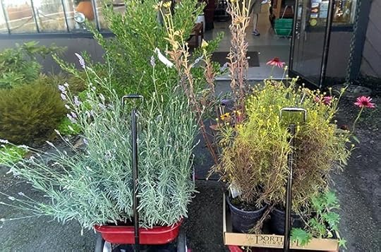 fall-perennials