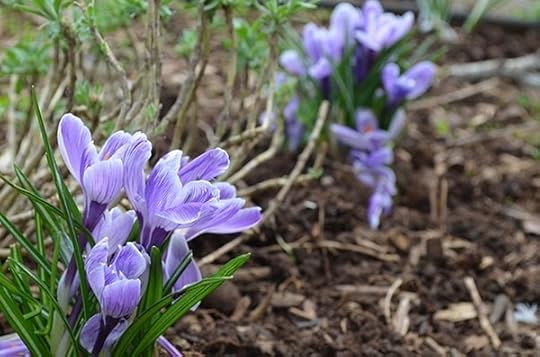 spring-crocuses