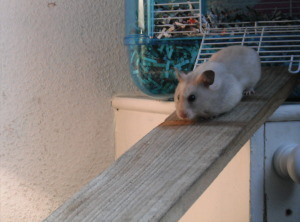 Missy's runway (1)