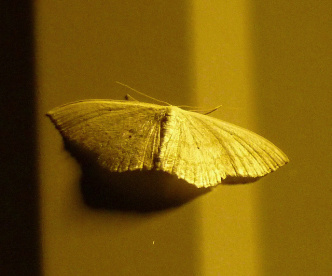 dish_graymoth