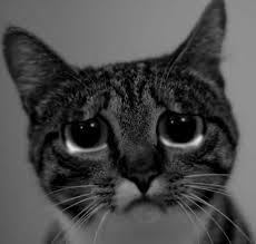 sad kitty