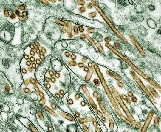 Avian influenza A H5N1 viruses. Public Domain via the Centers for Disease Control and Prevention's Public Health Image Library.