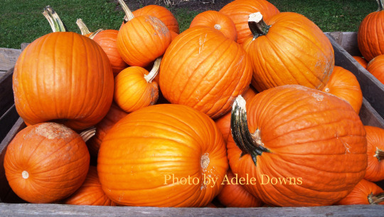 HO_Pumpkins