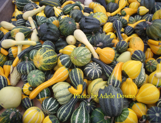 HO_SmallGourds