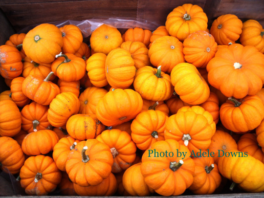 HO_PumpkinGourds