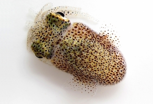 Euprymna scolopes.jpg