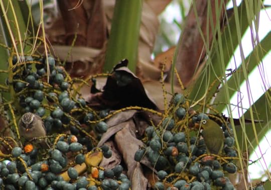 Birds in Palm