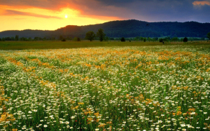 sunset sunrise mountains nature flowers_wallpaperswa.com_61
