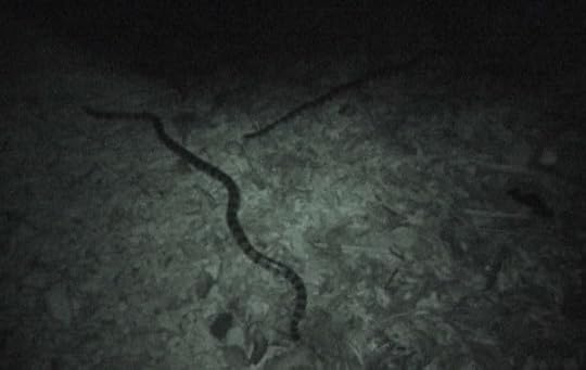 Sea snakes and black magic were encountered on an Indonesian island by adventurers Jason Lewis and April Abril 