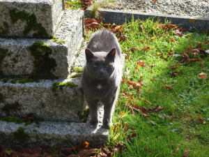 Borley church cat