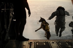 military-dog