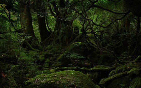 Jurasha_jungle_the search for the last flower_blog