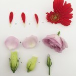 Mai capita la Matematica