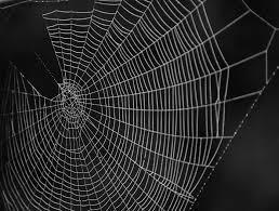 cobweb