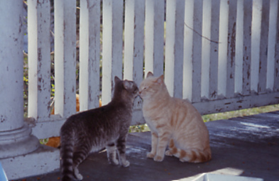 cats greeting sniff