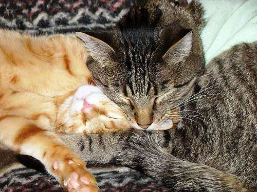 Onyx & Tango cuddling