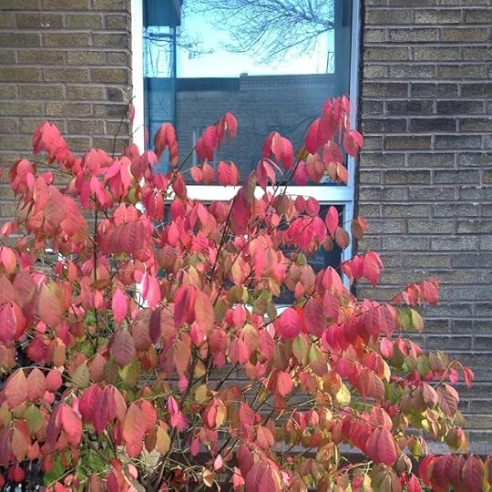 Aimer l'automne prise 2 #nofilter #igersmtl #mtl #lanaturedansmaville #qc