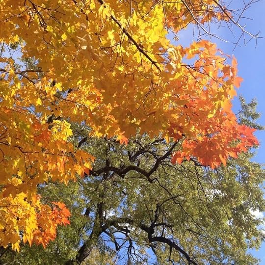 Aimer l'automne! #nofilter #mtl #igersmtl #fall #quebec #montreal
