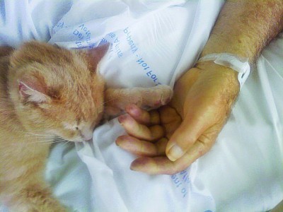 VA_hospice_therapy_cat