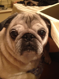 Bubba = momma's boy.