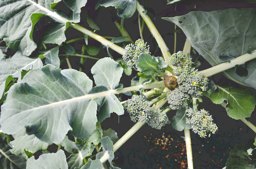 Broccoli_Florets_blog_H.jpg