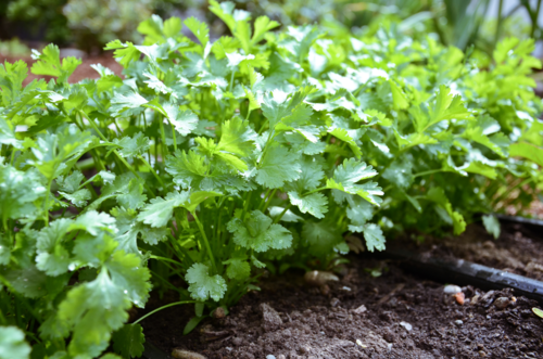 Cilantro ready to harvest