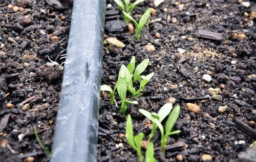 Cilantro seedlings