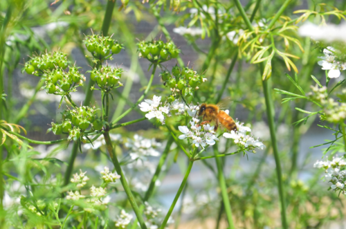 Flowering cilantro and immature seed heads.