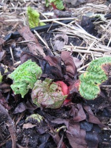 rhubarb sprout.jpg