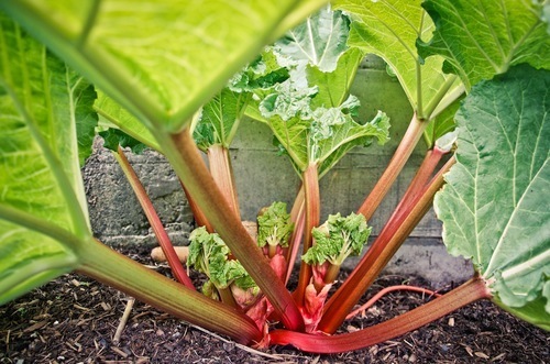 rhubarb (1).jpg