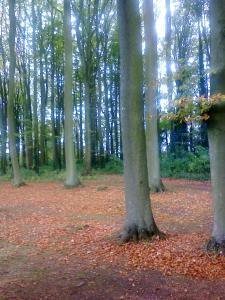 The Beech Allee at Hidcote Manor Garden - image 2 (photo credit SC Skillman)