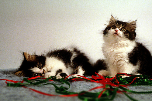 two Persian kittens with Christmas ribbons