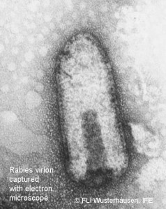 rabies-virus-structure-f32lezbf