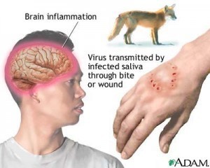 rabies virus spread via biting description