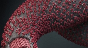 ebola-virus-close up scientific diagram