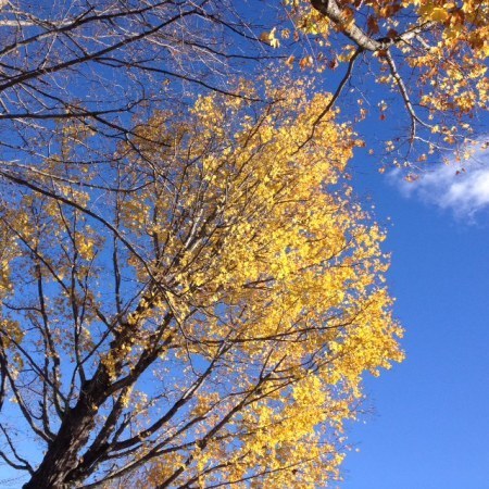 October maple