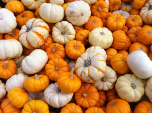 Rhoads_pumpkins_1572