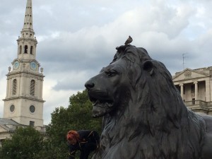 One of the lions at Trafalgar (that went on a rampage in A Thousand Perfect Things!) St Martin's in the Fields church in bkg.