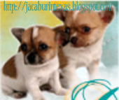 Blog Button