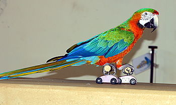 Ara hybrid on roller skates at Paphos Bird Park