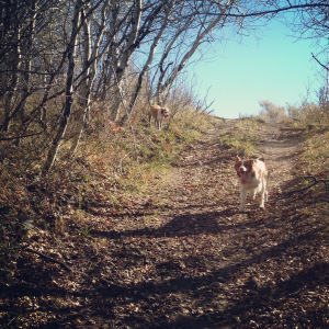 Misty and Sunny Girl drop into Grouse Alley. 