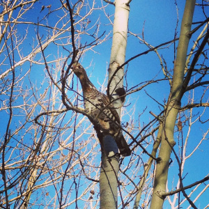 Ruff in a tree just before the shaking. 